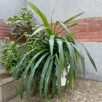 گل پاندانوس