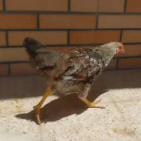 خروس