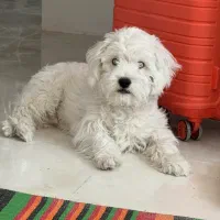 واگزاری رایگان سگ