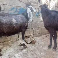 دوراس بزجوان آبستن دوقلو زا ۳۰ میلیون|حیوانات مزرعه|جوانرود, |دیوار