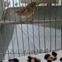 یاسمین قناری|پرنده|صباشهر, |دیوار