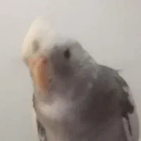 عروس هلندی سخنگو|پرنده|پاکدشت, شهرک امام رضا|دیوار