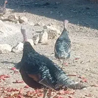 یک جفت بوقلمون درجه یک عالی تخم گذار