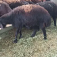 ۶راس شکم دوم آبستن۲راس بره داریکیش دوقلووباقوچ همو|حیوانات مزرعه|بناب, |دیوار