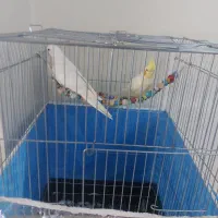 عروس هلندی جفت نر ماده