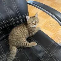 بریتیش گُلد