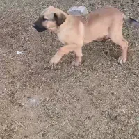 یک توله سرابی ماده دوماه نیم دهن باک به شرت|سگ|سلفچگان, |دیوار