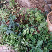فروش ویژه گل وگیاه|گل و گیاه طبیعی|شیراز, شهرک پرواز|دیوار