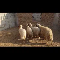 گوسفند و بره سنجابی