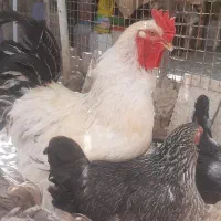 خروس برهما وزن بالا