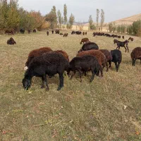 گوسفند بره دار