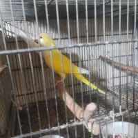 سه جفت راهب زرد ابی اپلاین کبالت مولد