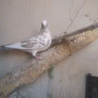 کبوتر|پرنده|شباب, |دیوار