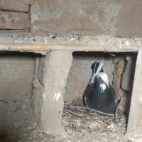 کبوتر پلنگی ماده