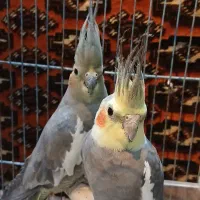 عروس،طوطی،پرنده