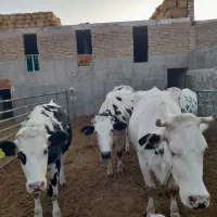 چند راس گاو شیری با‌گوساله