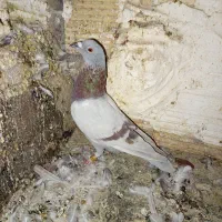 پلاکی نر|پرنده|بم, |دیوار