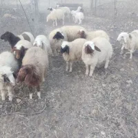 بره پرواری|حیوانات مزرعه|کرمانشاه, |دیوار