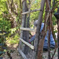 پونه وشنبلیله ی خشک