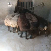 گوسفند بره میش