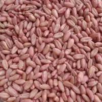 گندم آبی پیشگام|عمده‌فروشی|گچی, |دیوار