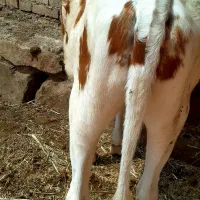 گوساله شنگول چاق چاق