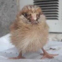 جوجه ونیمچه مرغ وخروس گلین
