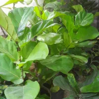 بامبو|حراج|همدان, |دیوار