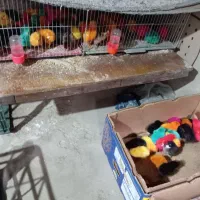 انواع جوجه