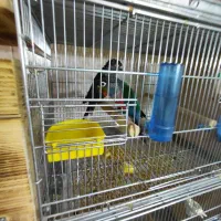 گرینچیک کریمسون مولد