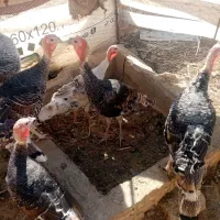 بوقلمون ماده دوتابایک نر|حیوانات مزرعه|کرباسک, |دیوار