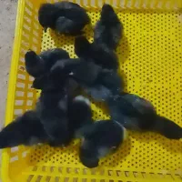 جوجه استرالوپ آلمانی