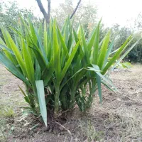 گل یوکا تعداد زیاد