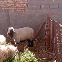 قوچ رومانوف ومیش رومانوف