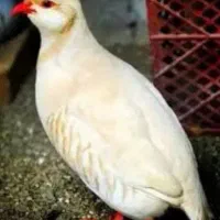 پرنده کوهی