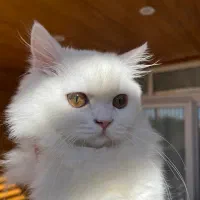 گربه بریتیش لانگهیر|گربه|یاسوج, |دیوار