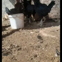 تخم مرغ نطفه دار لاری|حیوانات مزرعه|حمیدیا, |دیوار