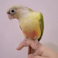 طوطی گرینچیک|پرنده|دزفول, |دیوار