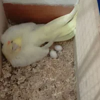 یک جفت عروس هلندی سالم وسرحال روی تخم