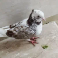 کبوتر پرشی هر قیمتی که مشتری بگه در خدمتم