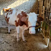 گاو|حیوانات مزرعه|کرخه, |دیوار