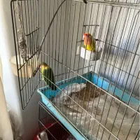 جفت طوطی برزیلی|پرنده|تهران, هفده شهریور|دیوار