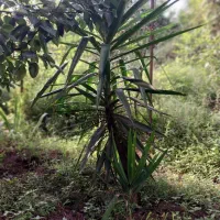 یوکا چند ساله|گل و گیاه طبیعی|رشت, حومه رشت|دیوار