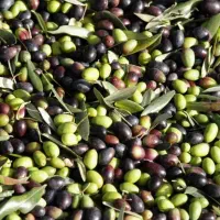 زیتون سبز زیتون سیاه زیتون خام