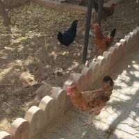 مرغ و خروس محلی|حیوانات مزرعه|هشتگرد, هیو|دیوار