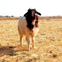 گوسفند