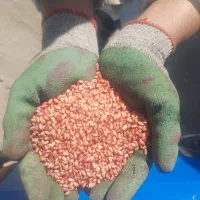 خرید وفروش گندم گوران تختگاه