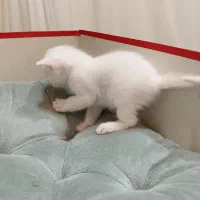 گربه اسکاتیش و بریتیش|گربه|تهران, جنتآباد شمالی|دیوار