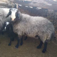 شیشک قوچ شالی