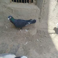 کبوتر گرفتنی